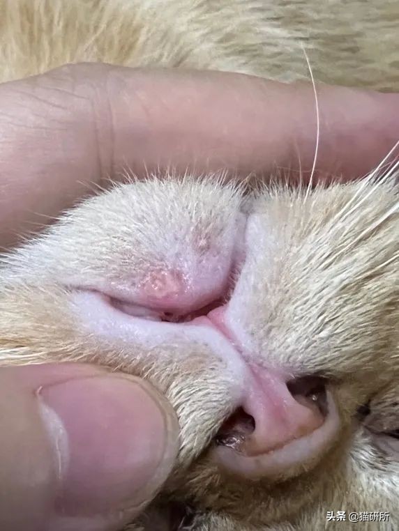 猫咪嘴巴突然肿了怎么办？真不是上火