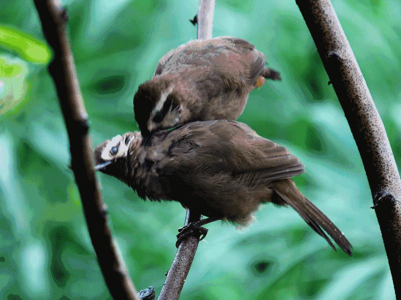 斑鸠能吃多少东西,斑鸠吃小斑鸠吗