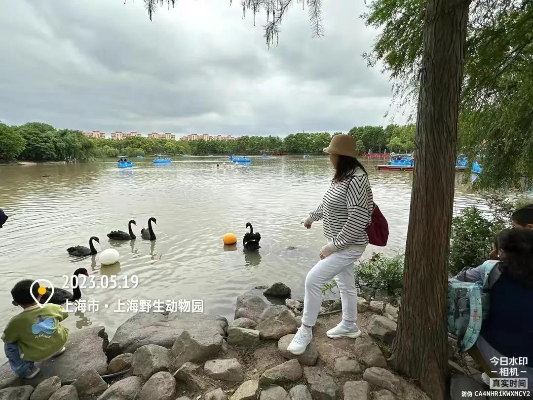 上海野生动物园和上海动物园,上海野生动物园过年营业时间