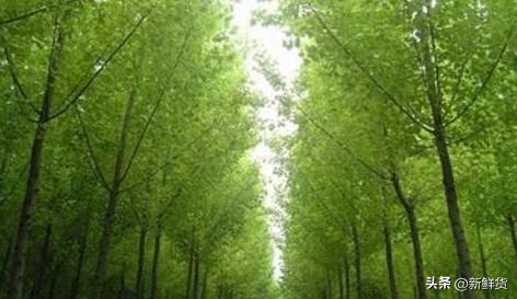 未来研究生吃香的专业,计算机未来吃香的专业