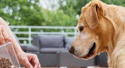 狗狗槟榔上瘾怎么办,怎么消除狗狗的戒心