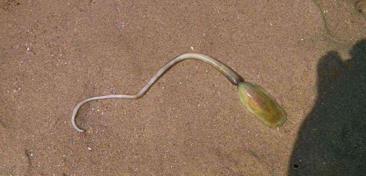 盘点目前地球存在的10种不死生物,地球上十大杀不死的生物