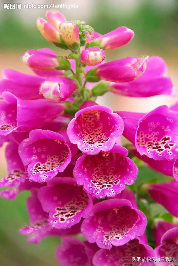 花儿朵朵开，香艳惹人爱，闻香觅花来，弄花香满衣