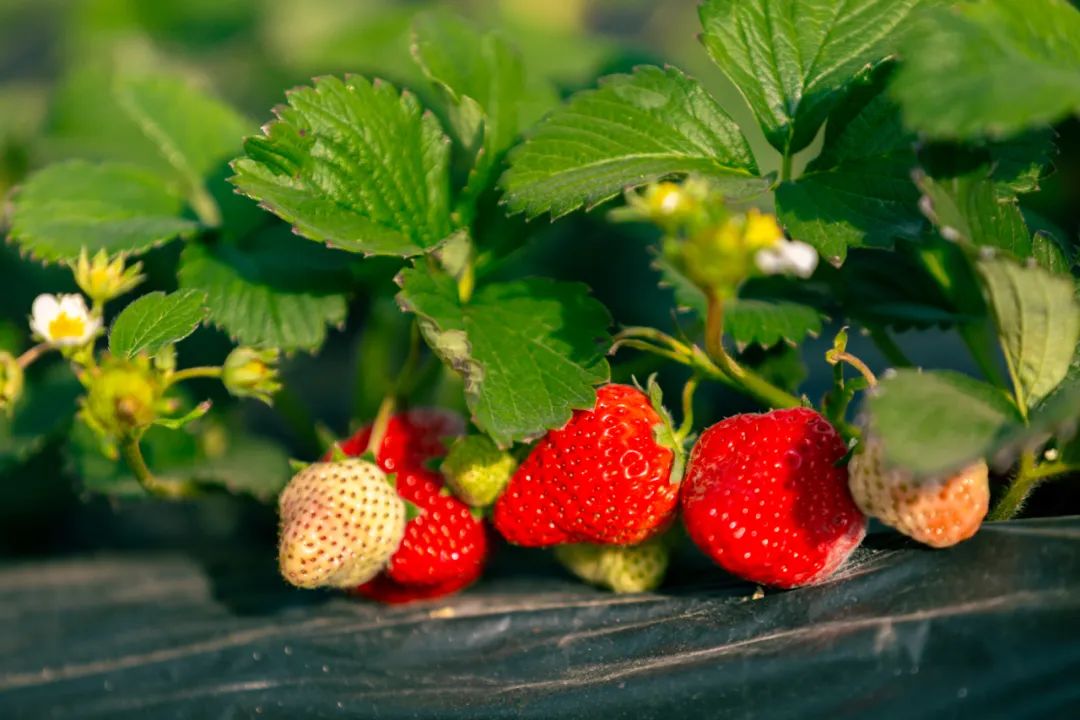 比年味谁更浓？谁能比得过花灯锦簇的栖云！