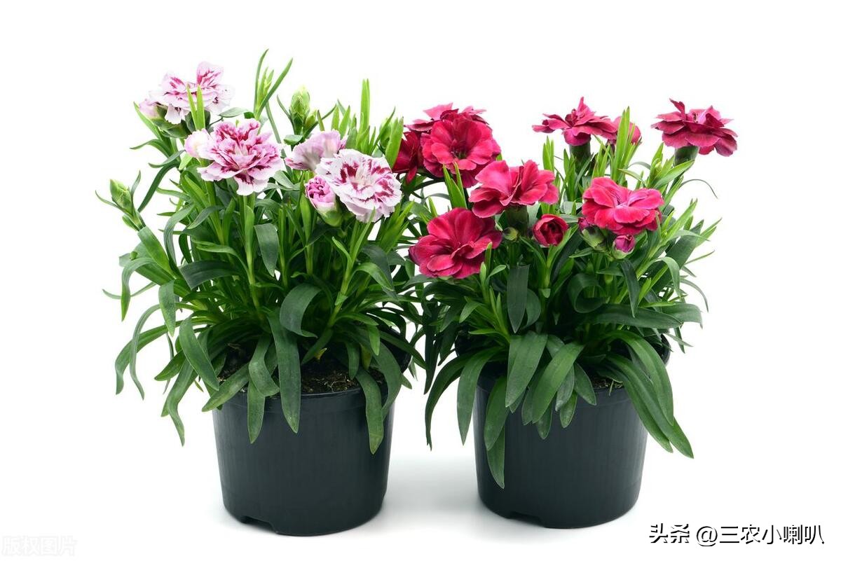 康乃馨怎么开大花,康乃馨的花越开越小怎么了