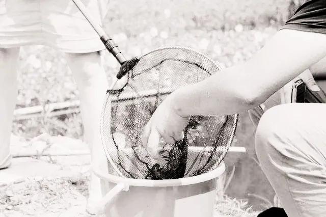 徐汝清《家乡的河虾》