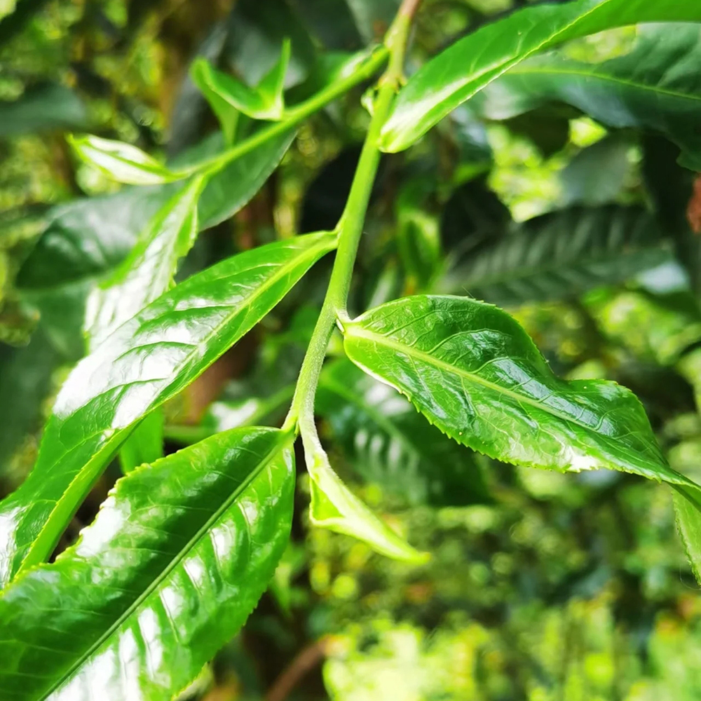 普洱春茶和秋茶肉眼怎么分别,普洱鱼龙混杂