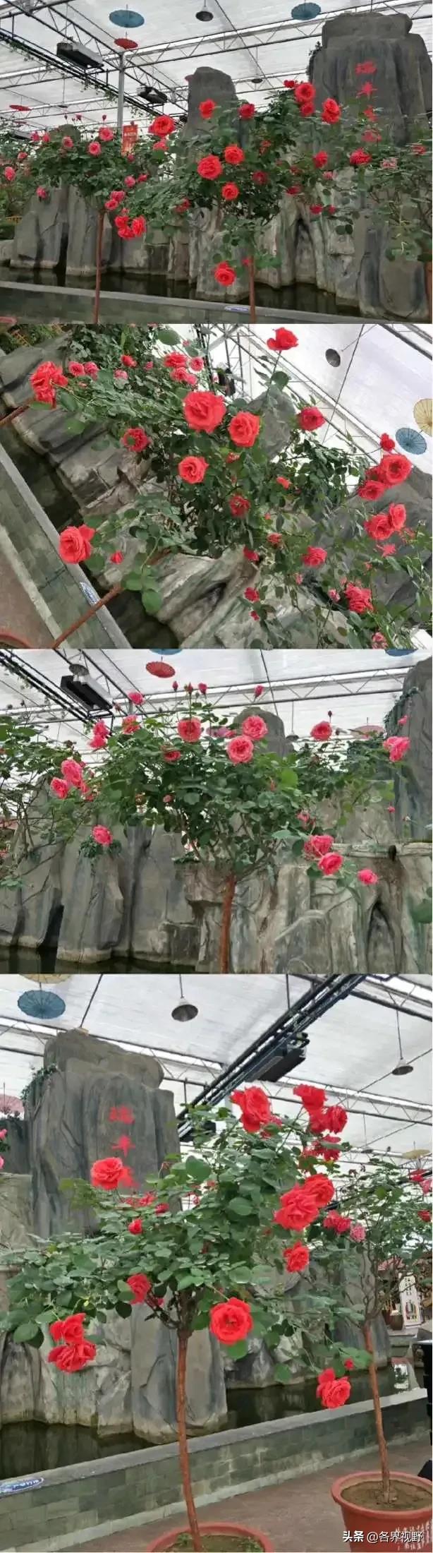 榆林生态旅游,榆林市牛家梁瑞丰生态园游泳池