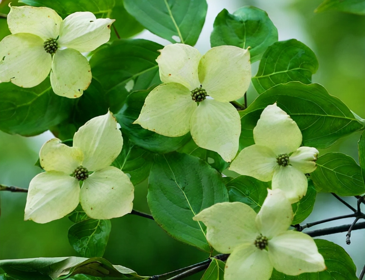 适合春季赏花的花,视觉盛宴五种赏花名花供您选择