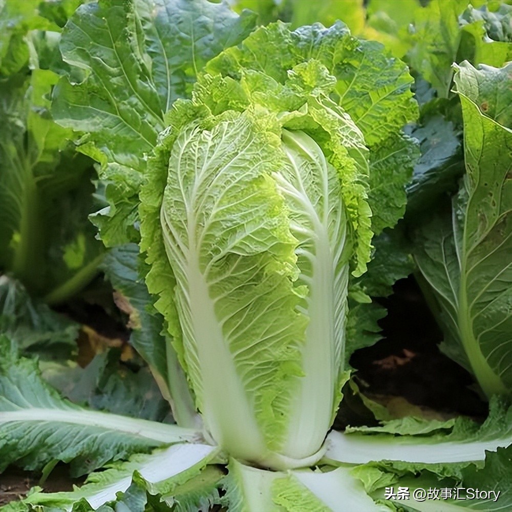 夫妻俄罗斯种菜,安徽夫妻种菜