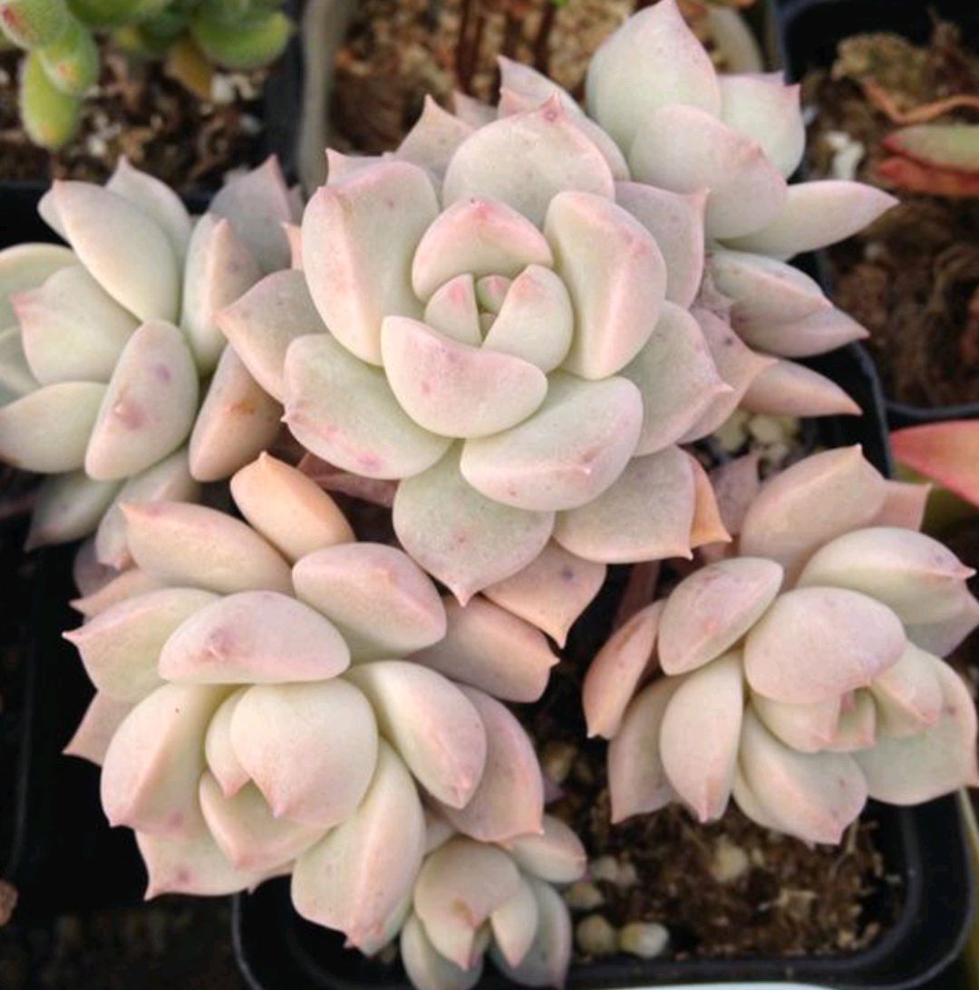 十二卷多肉的品种图鉴,100种多肉植物图片大全