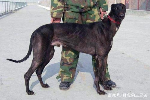 中国五大最优秀的犬种你知道多少,中国最好的太仓犬