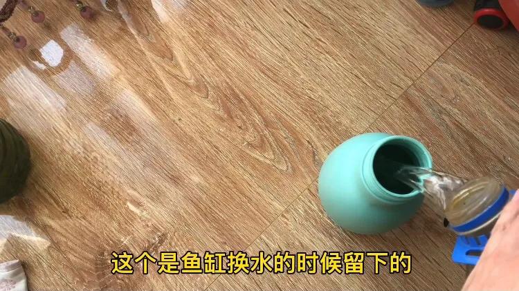 鱼池养龟乌龟怎么冬眠,我的养龟日记和养鱼日记