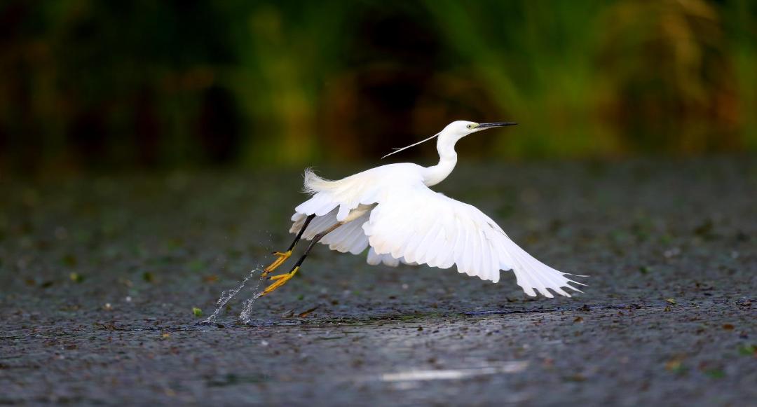 邛海鸟类保护动物名录,邛海动植物有哪些