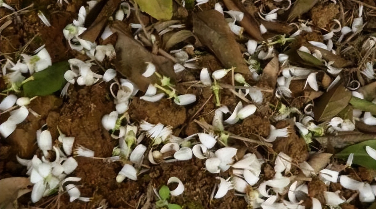 柑橘保果如何抢救看这篇就够了,柑橘保果知识点总结