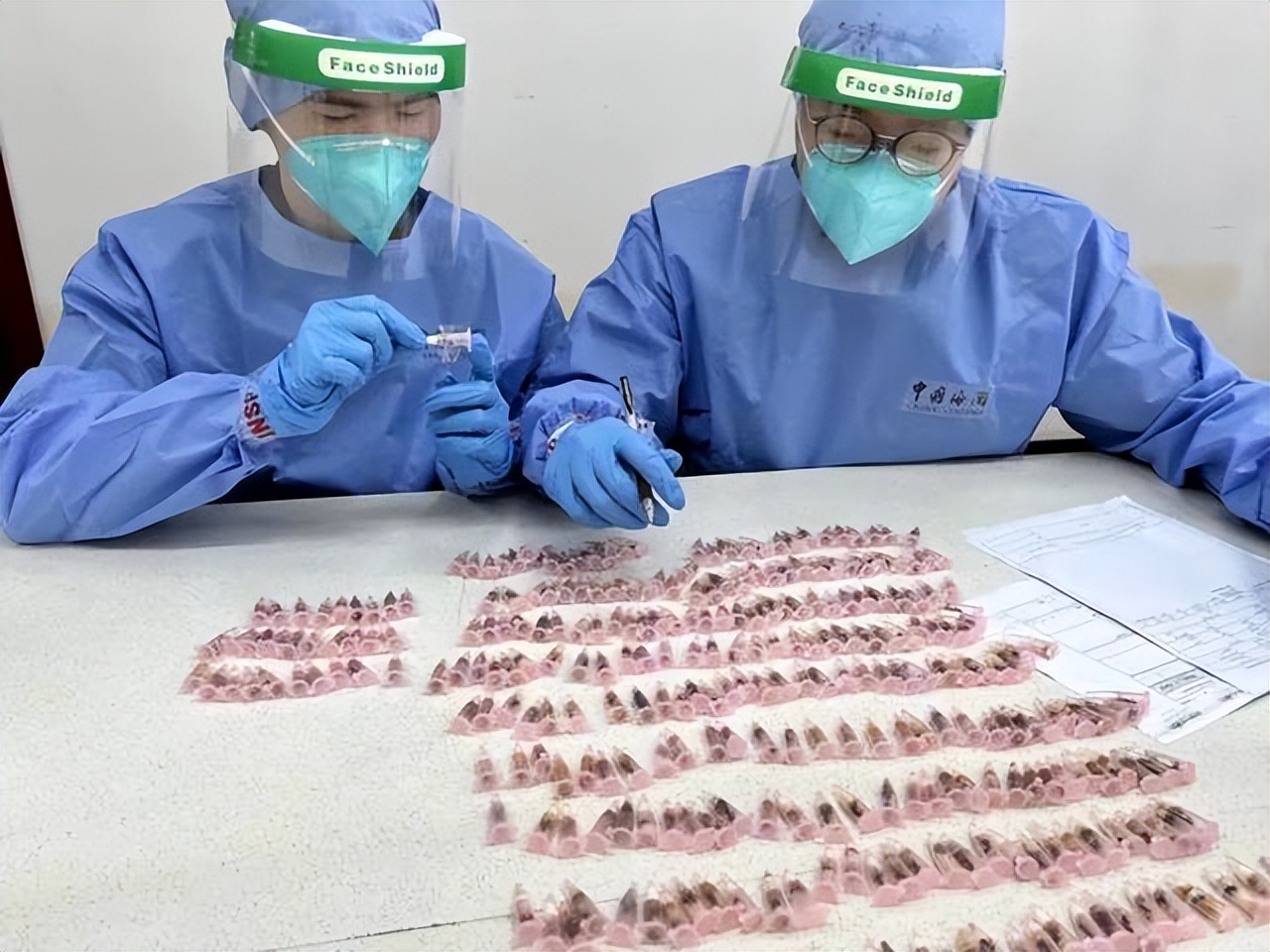 海关截获活体蚂蚁拿来干嘛,为什么海关经常查到活体蚂蚁