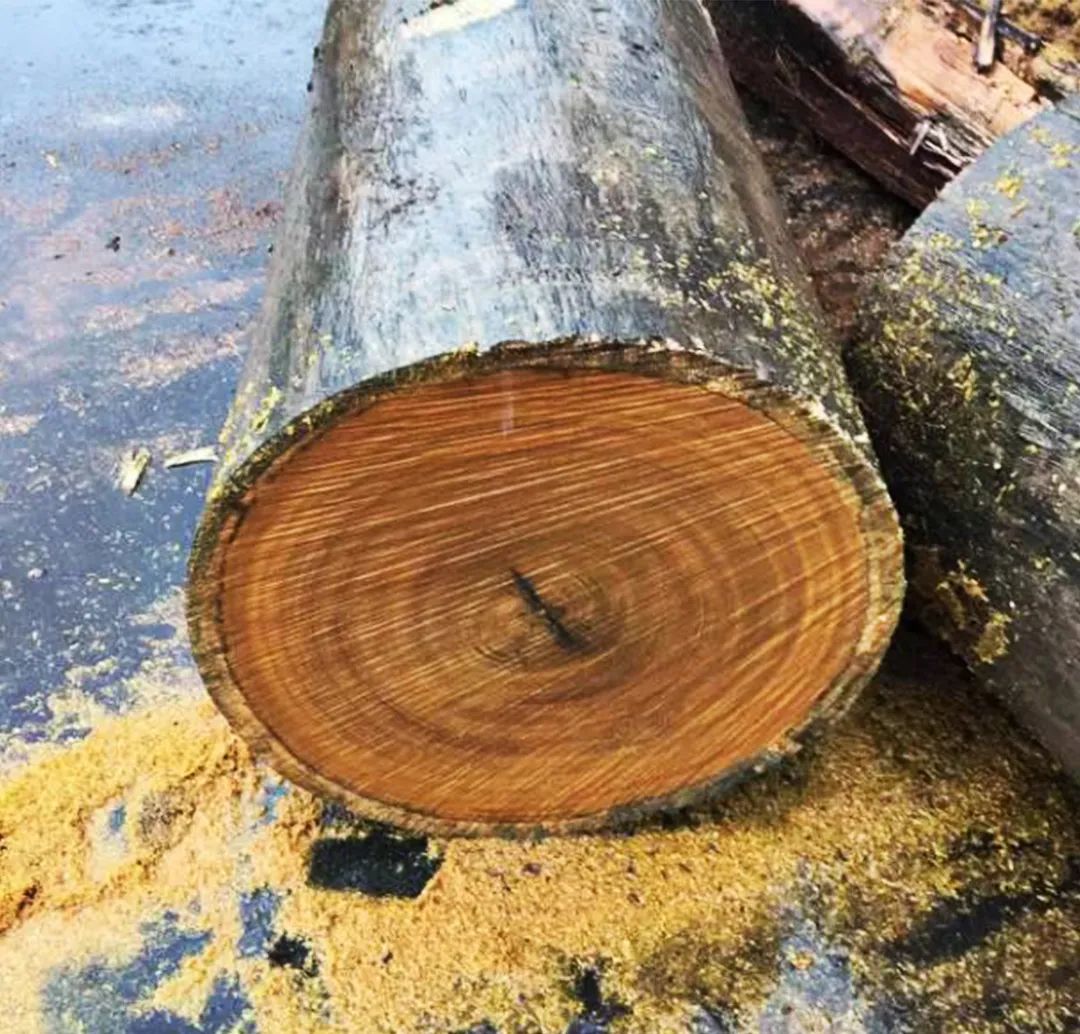 稳如磐石，非洲密林木中瑰宝“非洲柚木”——纽墩豆