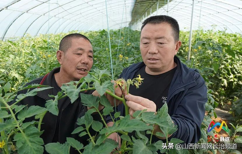 乡村振兴示范村主任,上党区郝家庄乡西下郝村