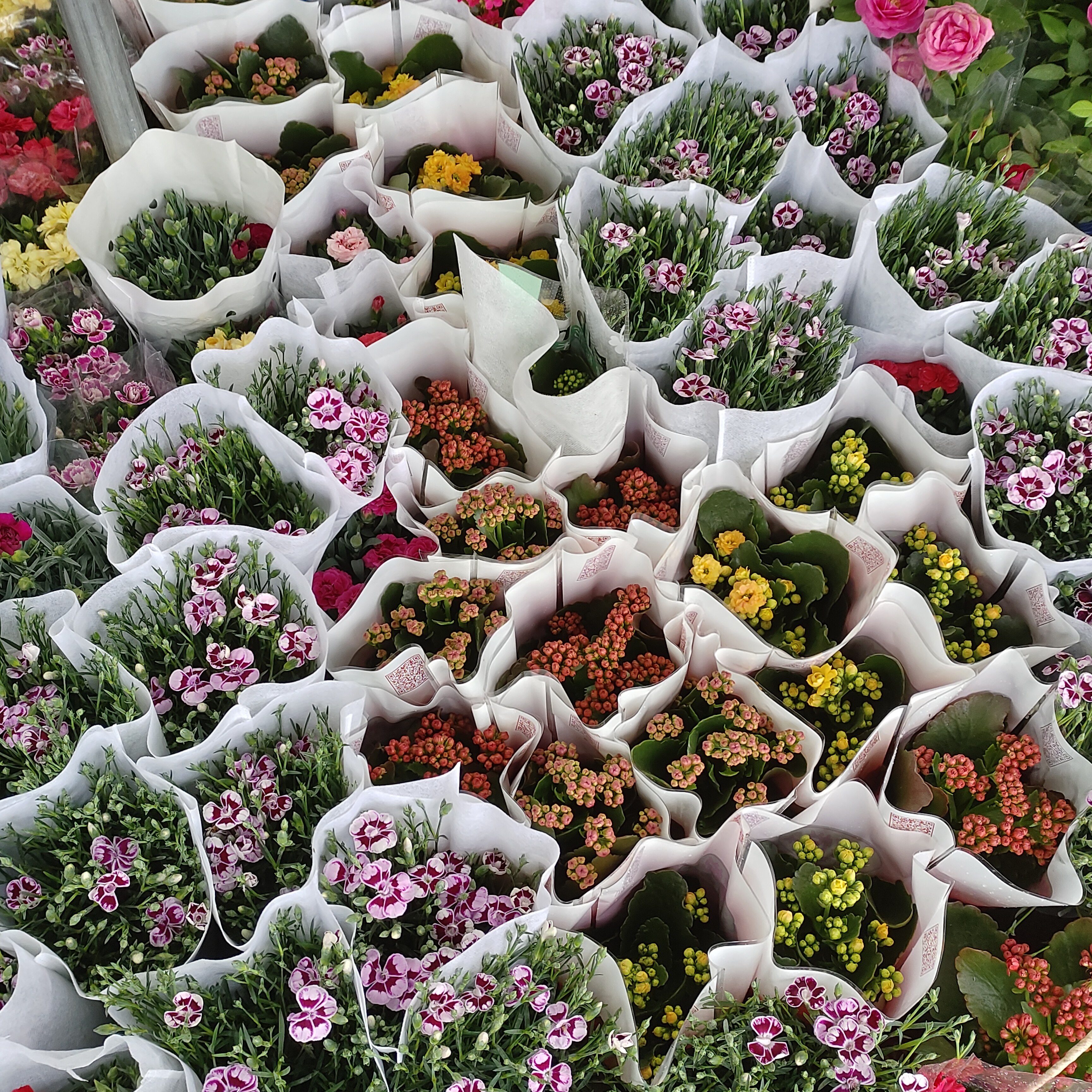 广西花鸟市场和南宁花鸟市场,广西平果花鸟市场在哪里