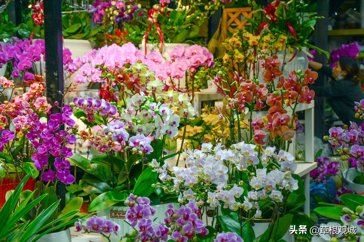 鎺㈣杩庢槬鑺卞競,澶ц繛瑗块儕鑺卞競鎼摢鍘讳簡