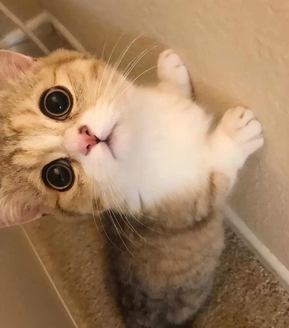 短腿猫优点,短腿猫好养活吗