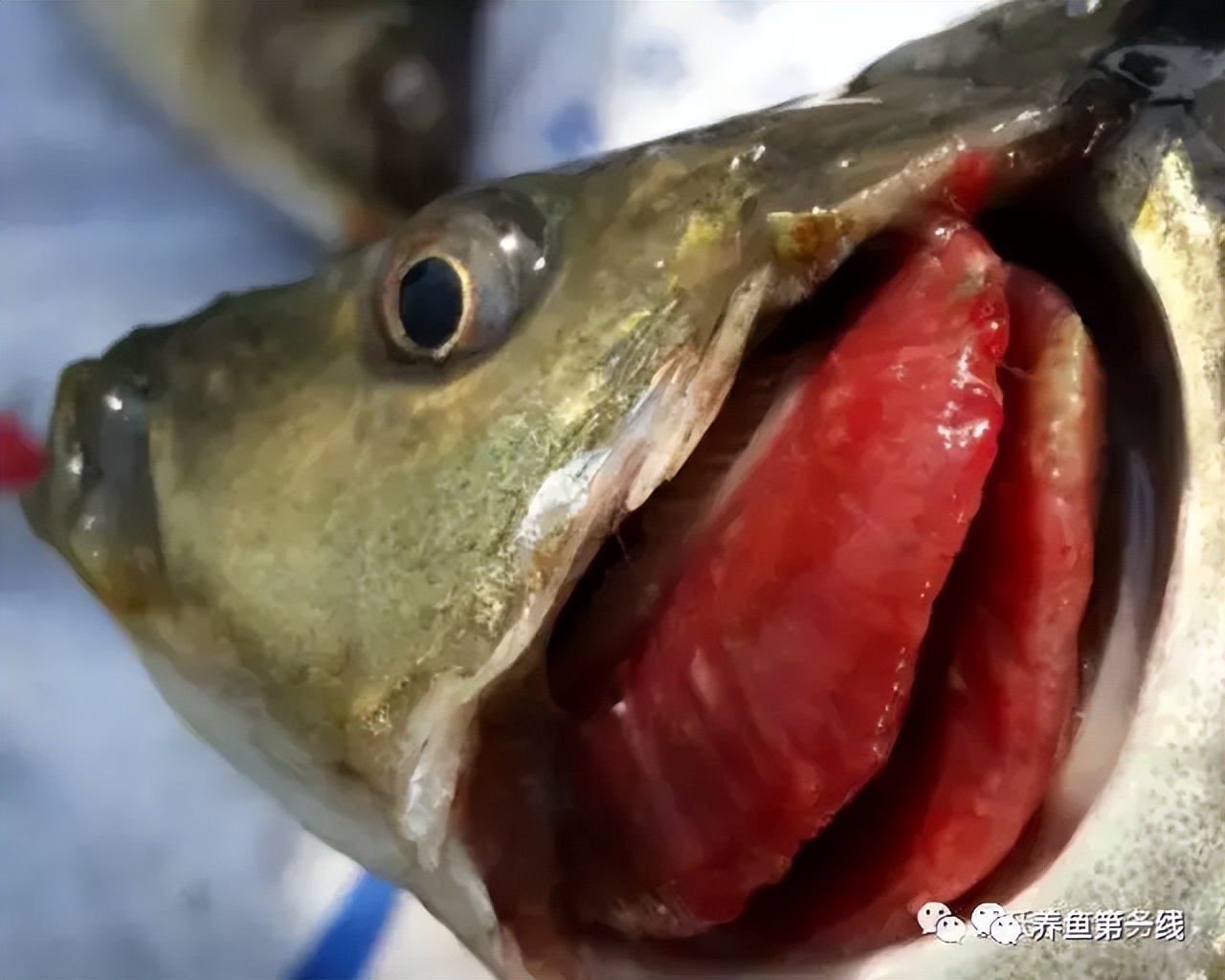 鲤浮肿病毒,CEV：鲤浮肿病研究进展与治疗鲤传染性水肿病的探讨