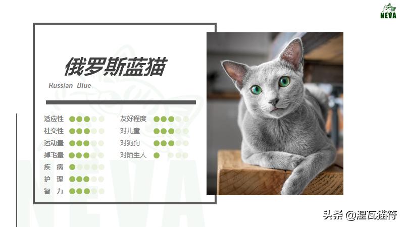 俄罗斯蓝猫法国蓝猫英国蓝猫,欧系俄罗斯蓝猫