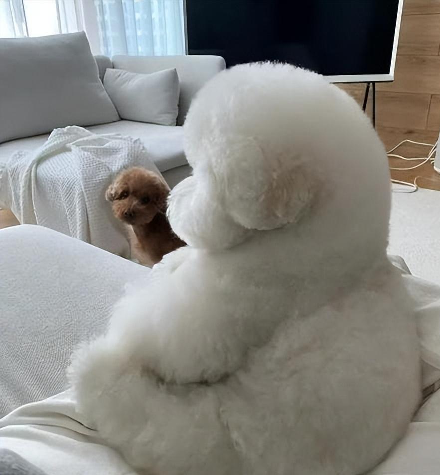 比熊尾巴下垂是什么病,比熊眼圈发红是什么病