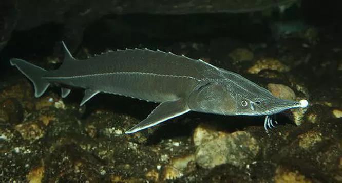 2020年禁养水产类名单,国家禁止放生的鱼类有哪些