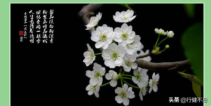 苏东坡的哪首诗里此心安处是吾乡,苏轼千古名句此心安处是吾乡