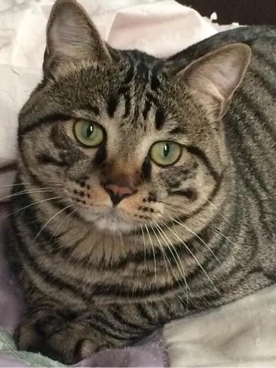 宠物猫排行榜前十名视频,中国十大宠物猫排行榜