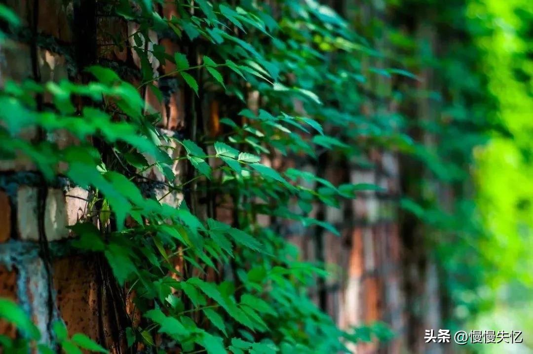 关于初夏美好的诗词佳句,初夏一抹嫣红沐浴暖阳诗词