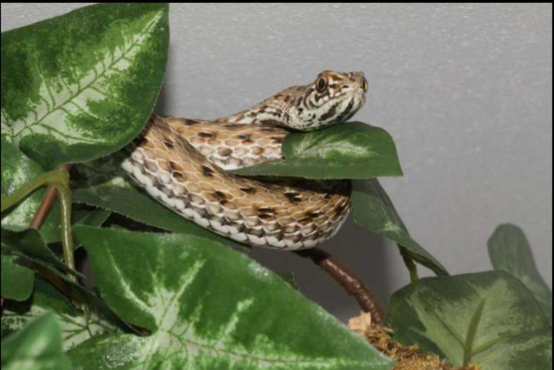 「原来欧洲有这么多种蛇？！」偷师卡塞尔的豢龙大师·下