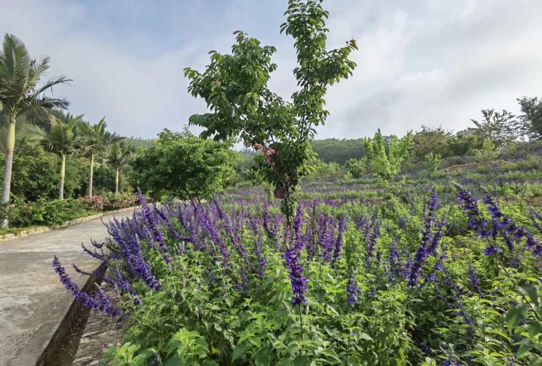 五一适合去哪旅游东山岛,东山岛旅游攻略一天游玩