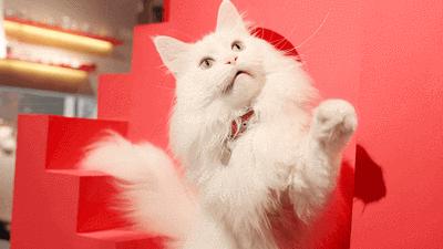 养了很多只猫的缅因猫,养完最后悔的狗