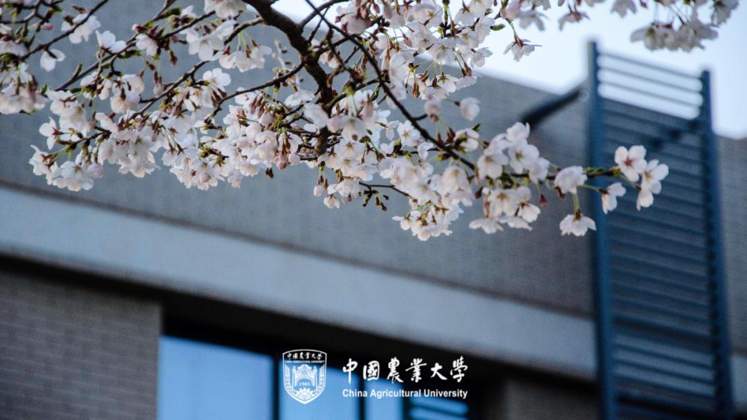 何为中国农业大学？举农为本，一“曲”传四海，“辰”光遍神州！