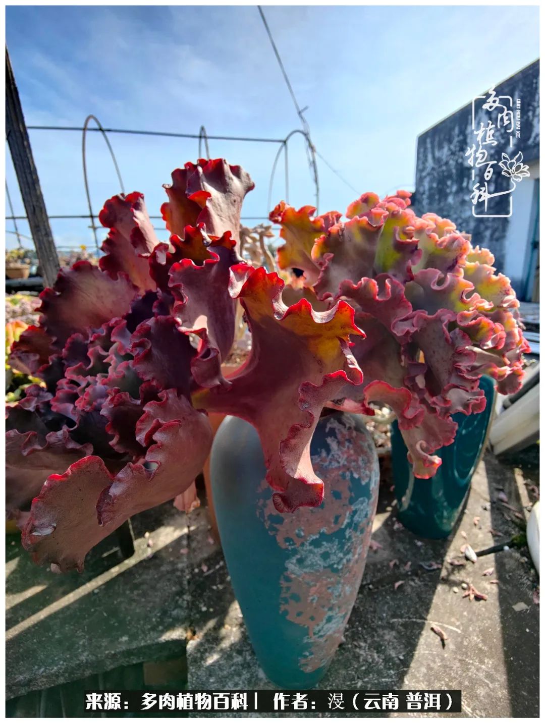 云南的冬天没有云！养肉七年，不谈得失，只论陪伴！