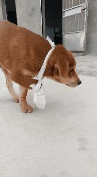 搞笑一刻：美女这波操作我还没见过，难道这样上车有什么说法？