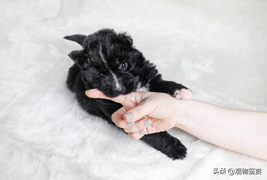 狗狗张开嘴巴想咬人是什么原因,狗狗开口咬人