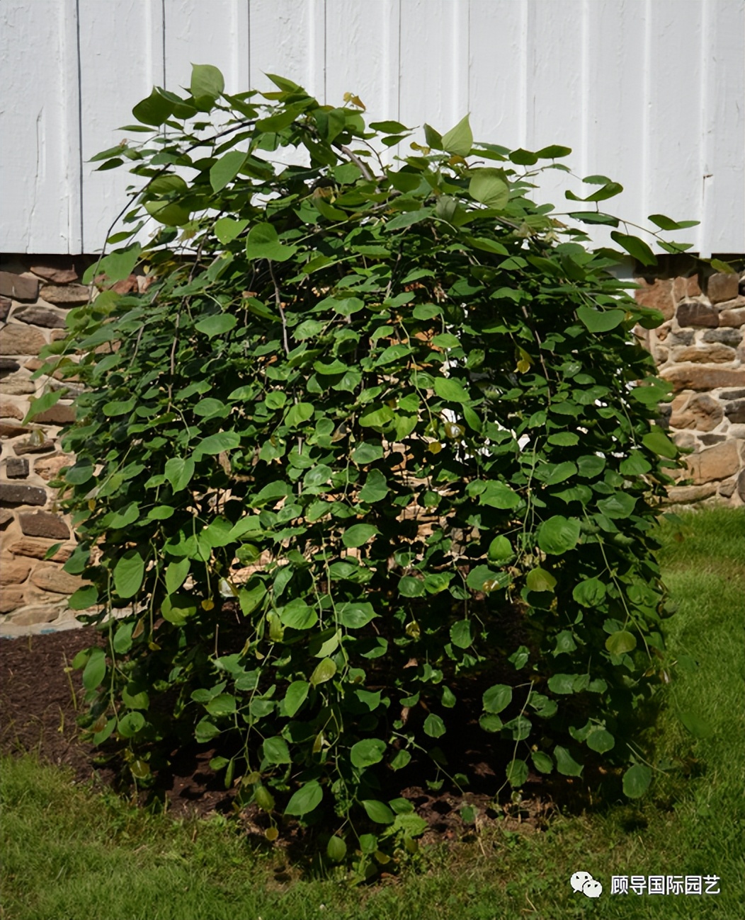 南方人爱不够的紫荆花，北方人懵了：“这哪儿是紫荆花啊？”