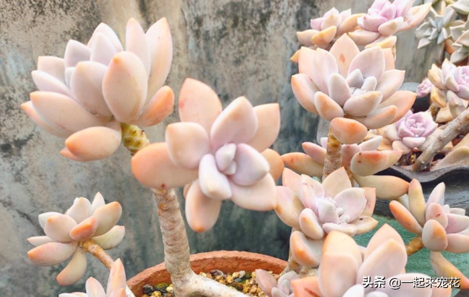 最近出老桩比较火的多肉,10款普货多肉皮实又好养