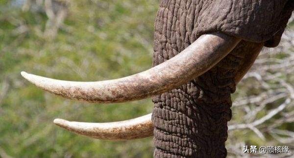 文玩一黑二黄三白,文玩界的一红二黑三白