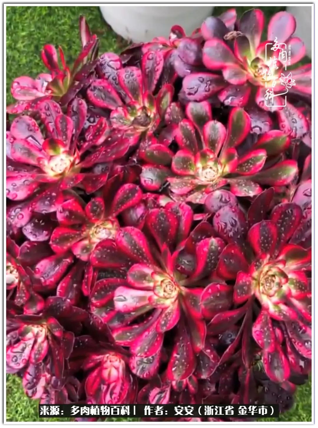 多肉法师花卉品种大全,多肉法师为什么叫法师