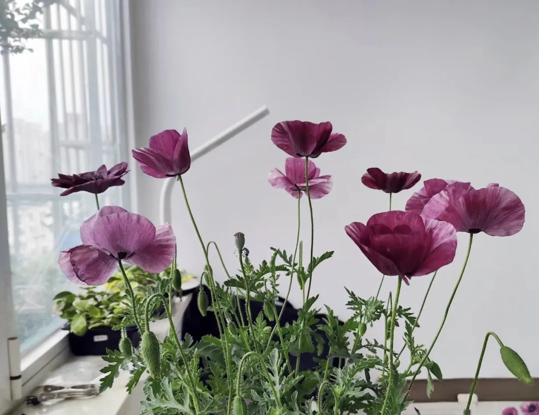 3种花，明白人都是“往外扔”，千万别往家买，不吉利！