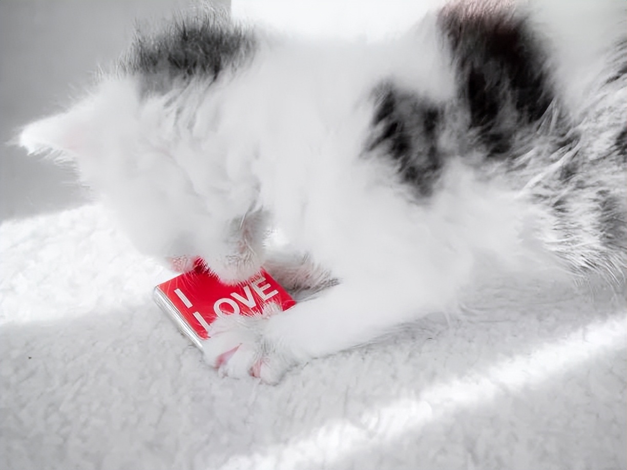 养猫指南入门,猫怎么养最全的新手养猫攻略