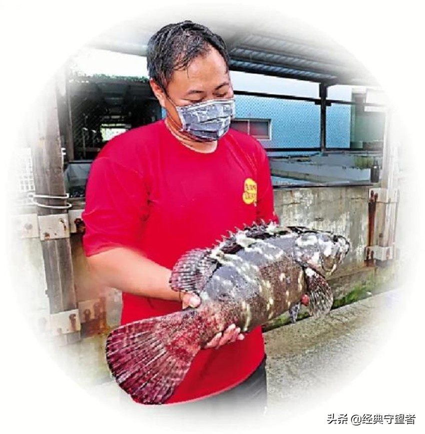 台湾石斑鱼进口对大陆什么影响,台湾石斑鱼禁售原因