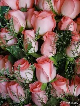 分享玫瑰花的图片,最美的玫瑰花送给最漂亮的你图片