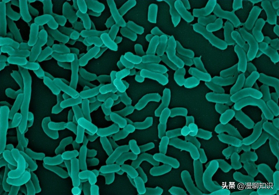 为什么乳酸菌能抑制其他细菌合成,群体感应抑制