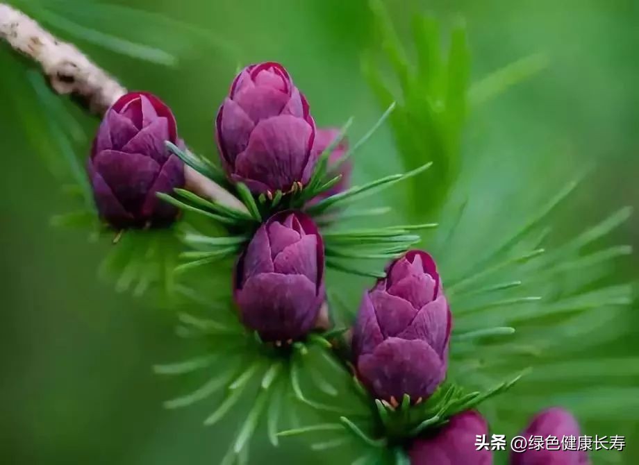 最漂亮的松树开花图片,哪种松树开花好看