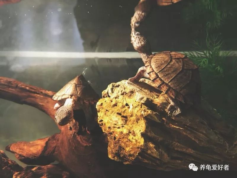 这四个问题养龟新手得知道一下,养龟误区看看你中了几个